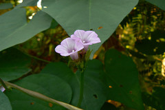 Ipomoea triloba